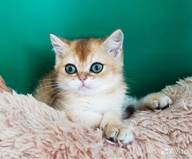 Красавчики