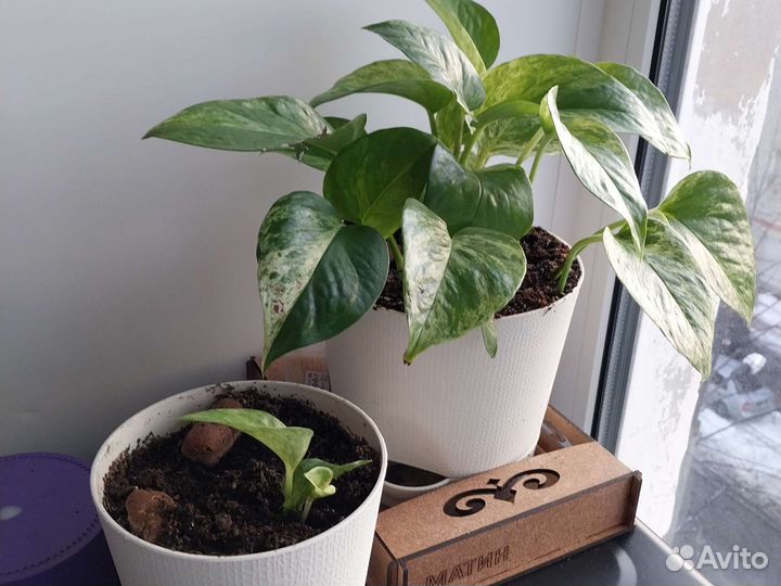 Вьющиеся комнатные растения