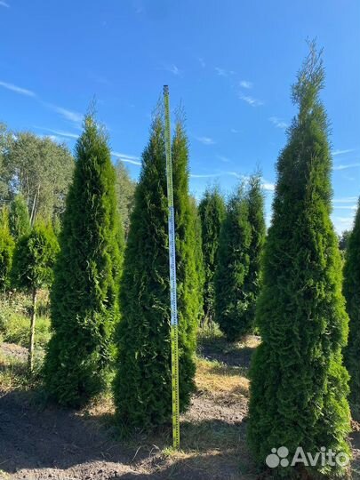 Туя Смарагд 200 см из питомника