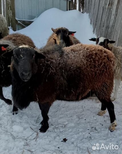 Овцы матки, бараны