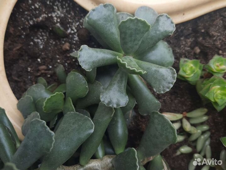 Суккуленты