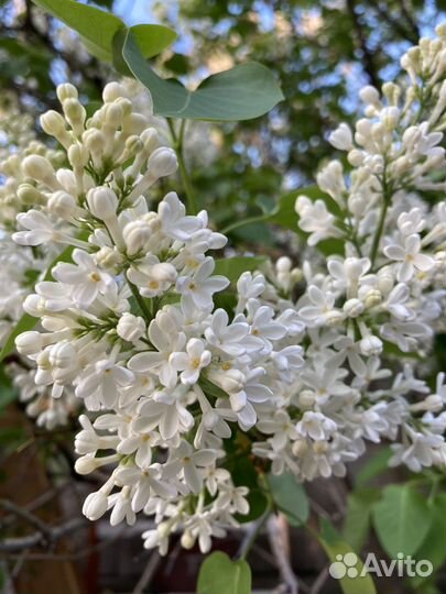 Сирень белая и сиреневая саженцы