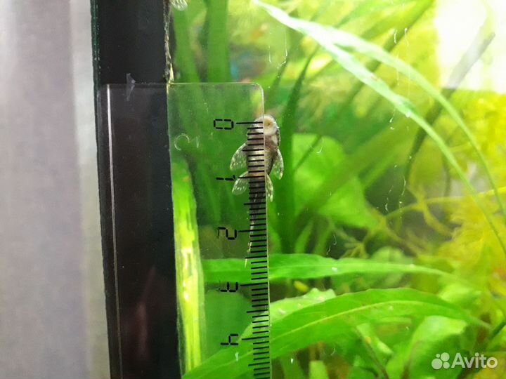 Сомики анциструсы