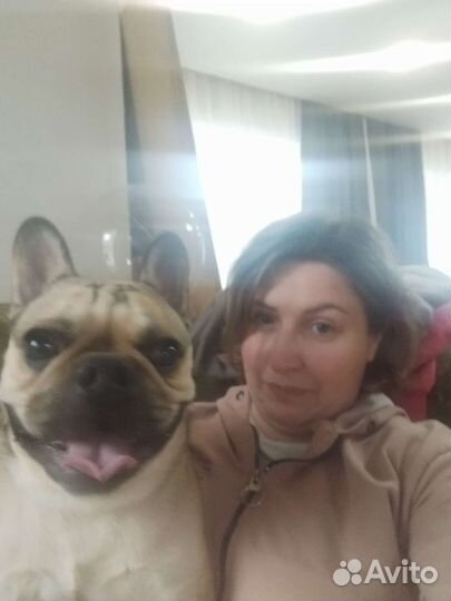 Передержка домашних животных