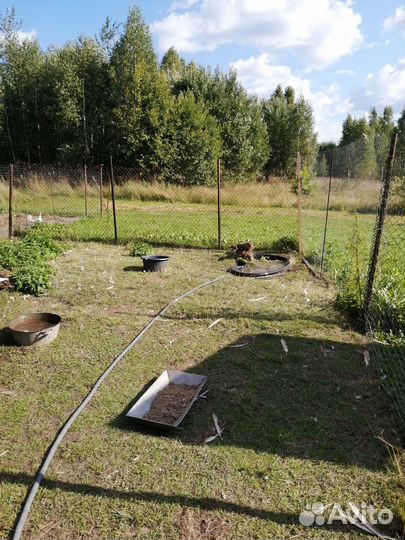 Мускусные утки