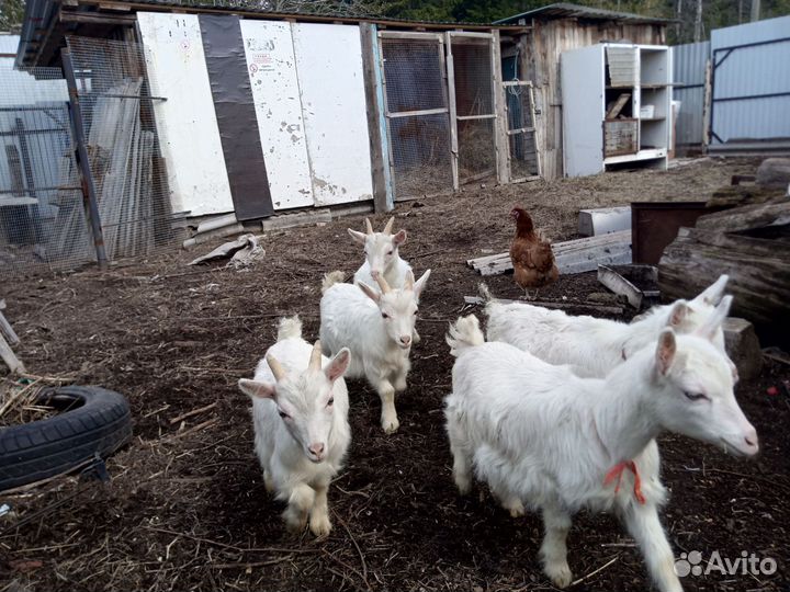 Козы козлята