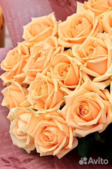 Розы сорта Peach Avalanche 60 см