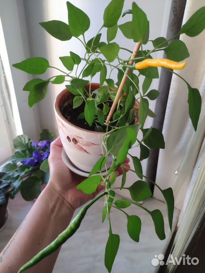 Перчик острый