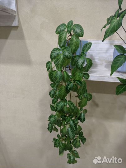 Комнатные растения