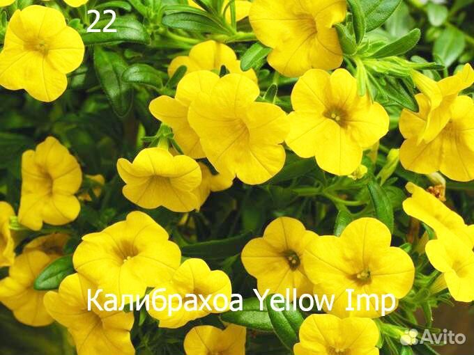 Черенки вегетативных петуний и калибрахоа