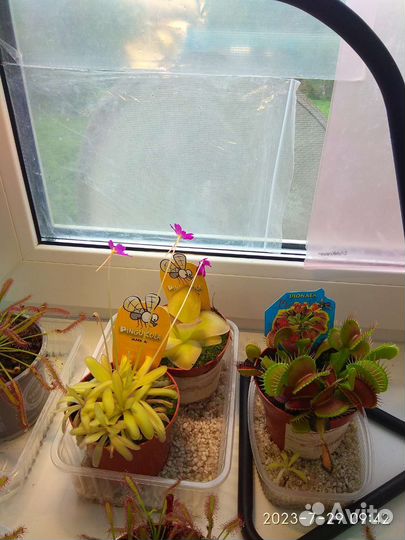 Жирянка. Милый хищник