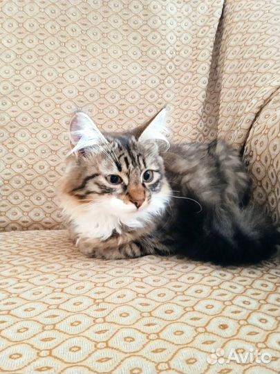 Котята отдам даром