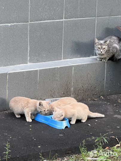 Выбросили на улицу маму кошку с котятам