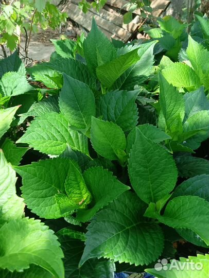 Гортензия крупнолистная Сибилла