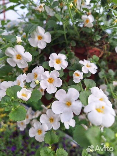 Рассада цветов оптом и в розницу