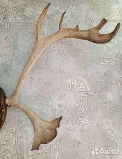 Рога оленя