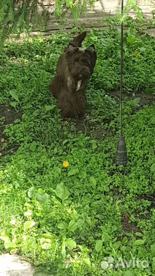 Йоркширский терьер мальчик 11 месяцев