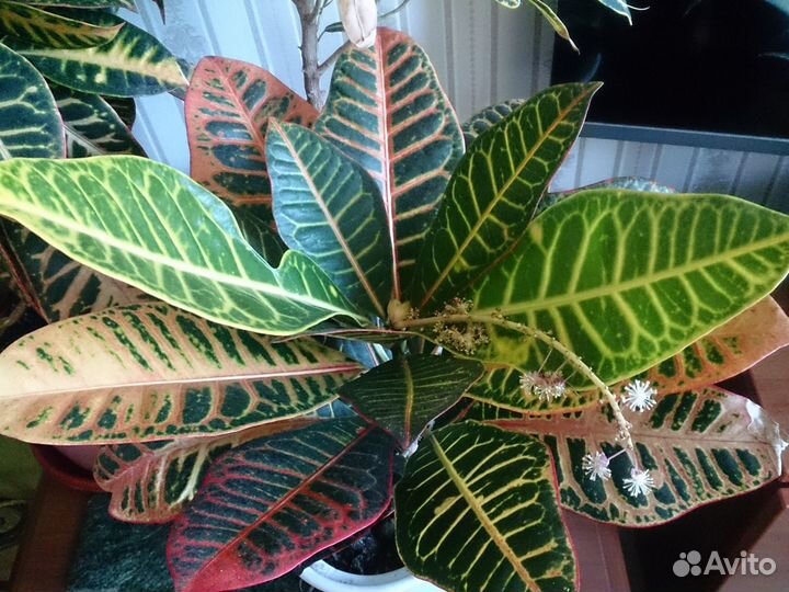 Кротоны Петра Голд стар Кодиеум