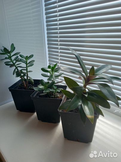 Комнатные растения цветы