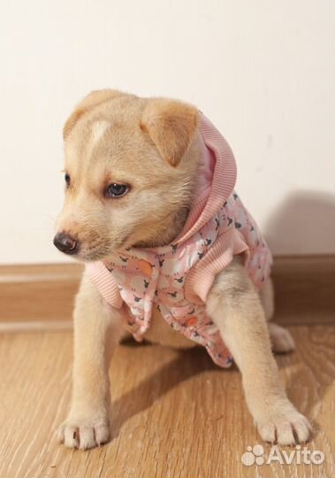 Щенок метис в дар