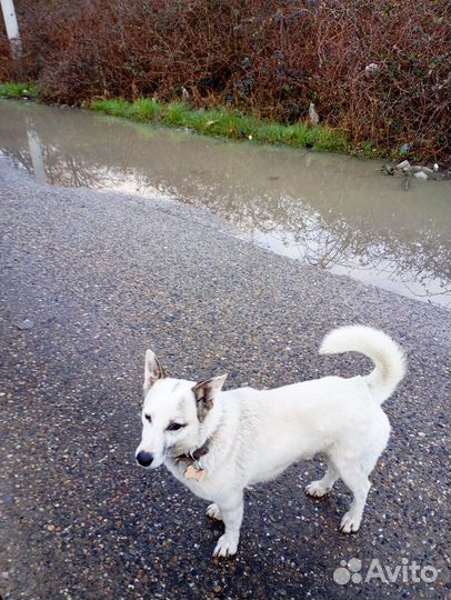 В добрые руки собаку