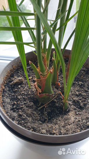 Финиковая пальма