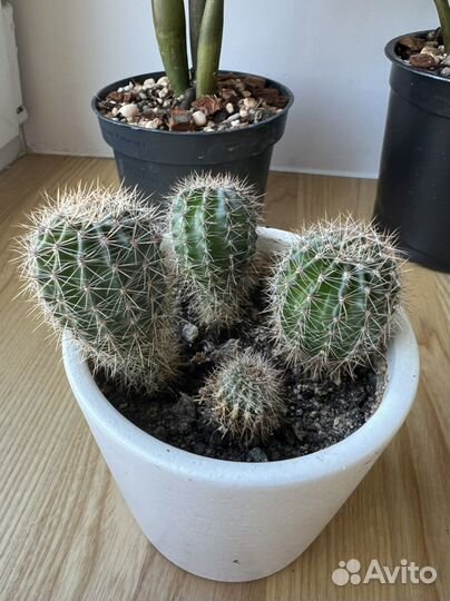 Редкая Сансевиерия систер твистер