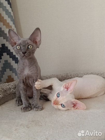 Котик девон-рекс