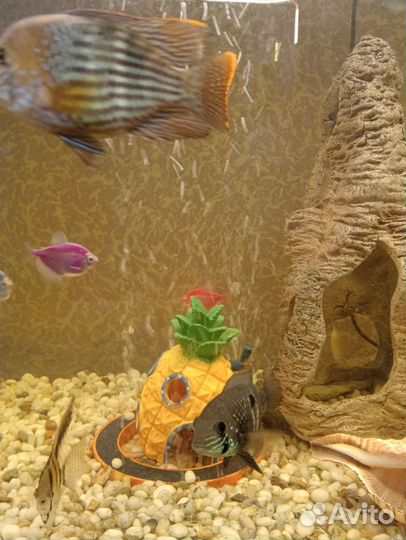 Акара бирюзовая