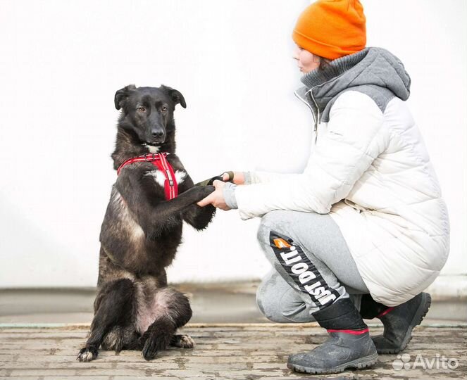 Собака в добрые руки