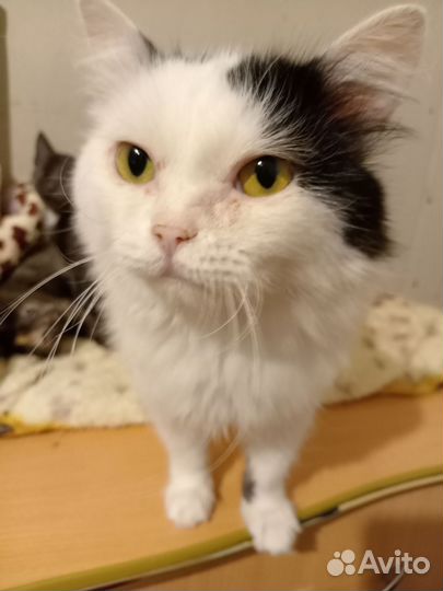 Котик только в самые заботливые руки