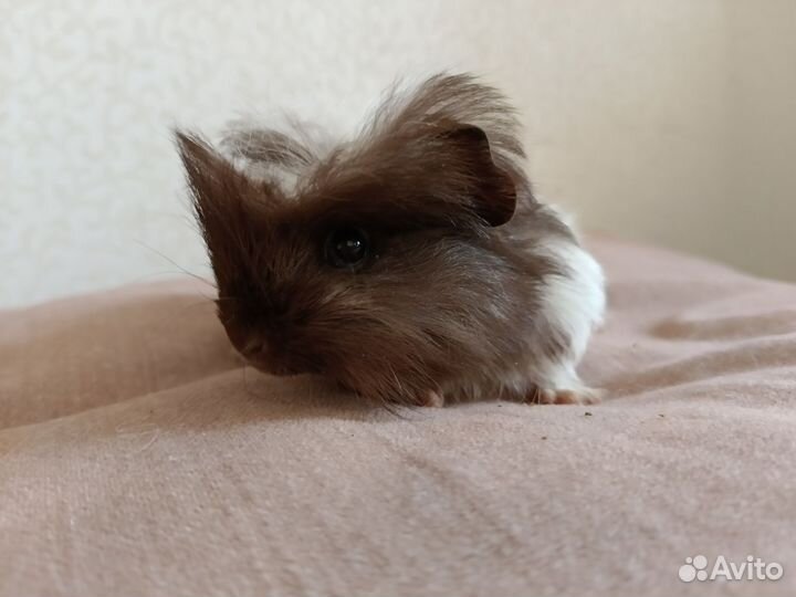 Морские свинки