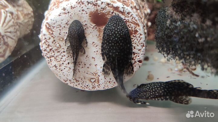 Гуппи, креветки, меченосцы, аквариум