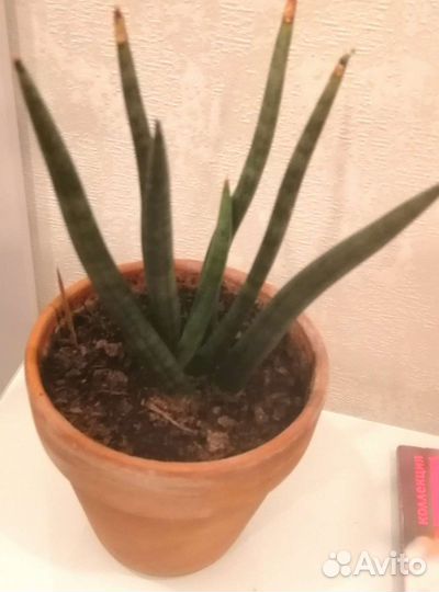 Сансевиерия цилиндрика