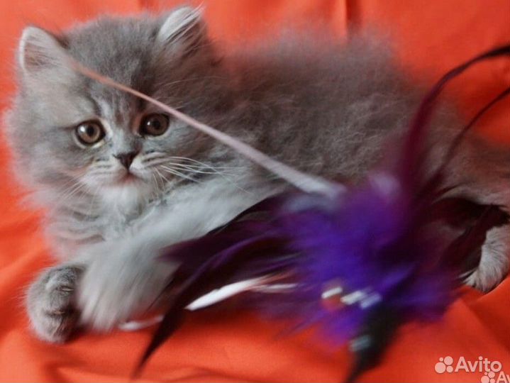 Кошечка Пуша