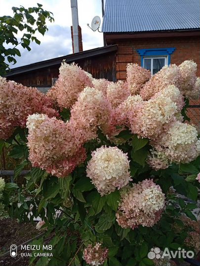 Гортензия метельчатая