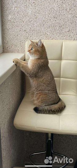 Британская кошка вязка