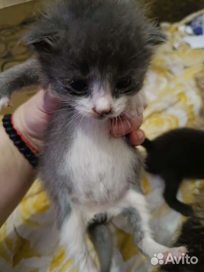 Sosкотята ищут дом