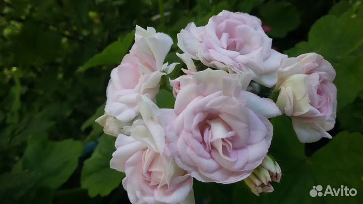 Пеларгонии сортовые