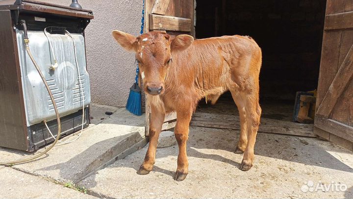 Телята бычки