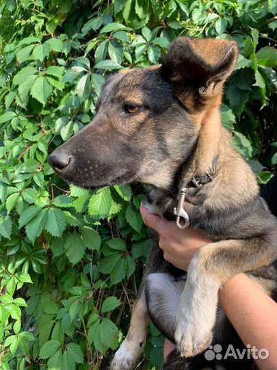 Щенуля в добрые руки