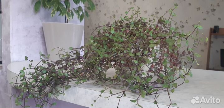 Фикус, адениум, спатифиллум