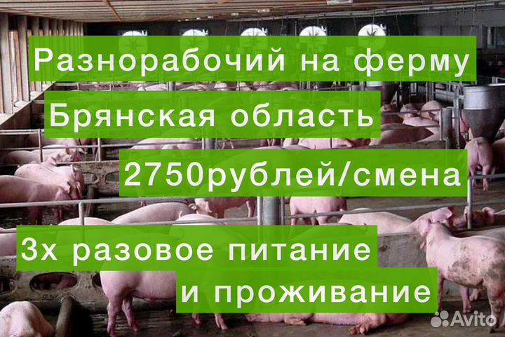 Вахта с 3х разовым питанием. Разнорабочий на ферму