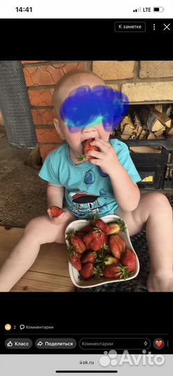 Саженцы клубники