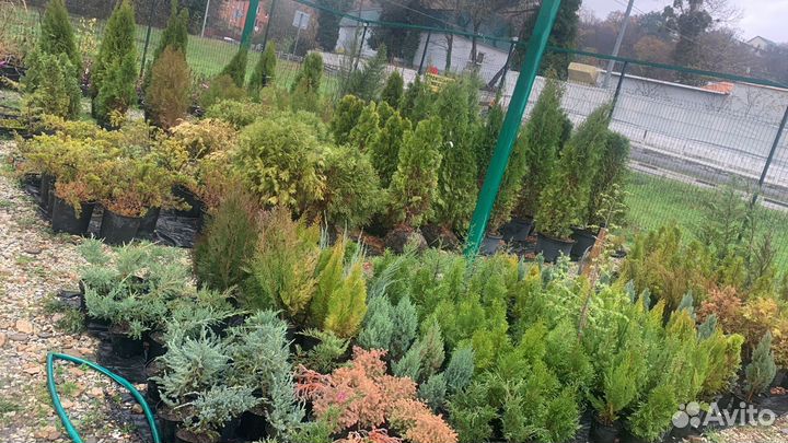 Хвойные растения