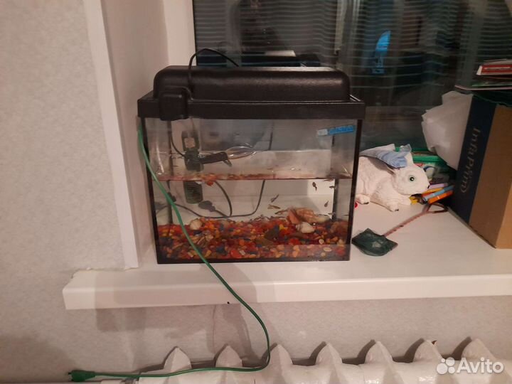 Аквариумные рыбки