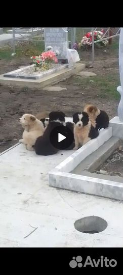 Щенки