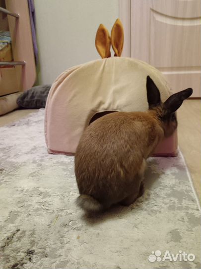 Домик для животных