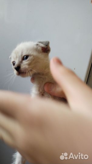 Отдам котят