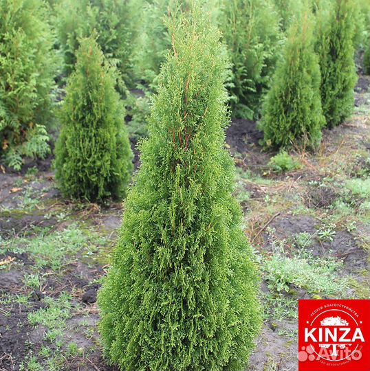 Туйки смарагд хорошие красивые